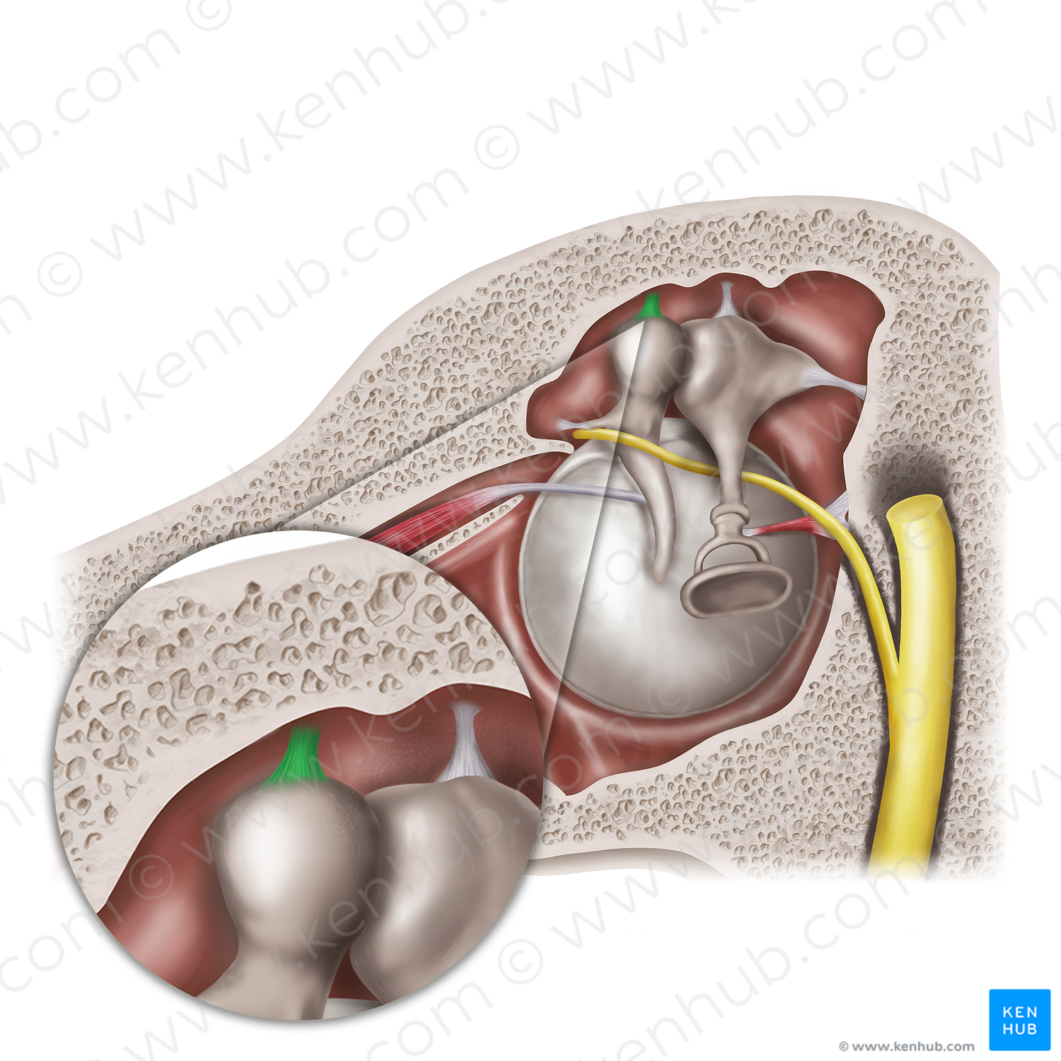 Superior ligament of malleus (#20583)