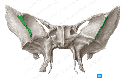 Zygomatic margin of greater wing of sphenoid bone (#4963)