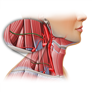 Transverse cervical artery (#11161)