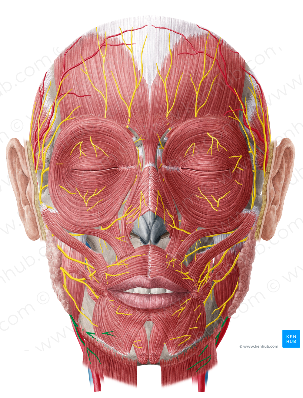 Cervical branch of facial nerve (#8625)
