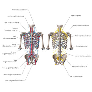 Nerves and vessels of the abdominal wall (Portuguese)