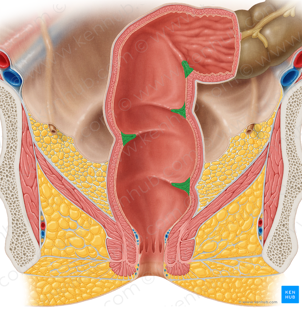 Transverse folds of rectum (#8100)