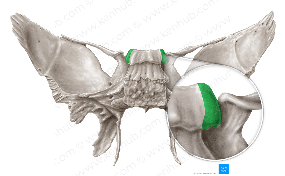 Posterior clinoid process of sphenoid bone (#8189)