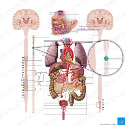 Middle cervical ganglion (#18575)