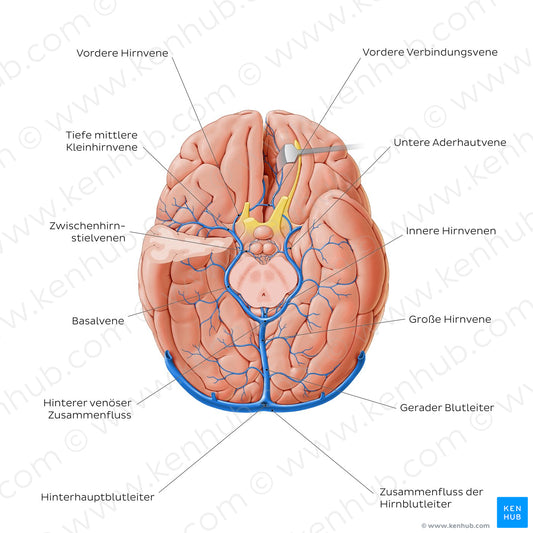 Cerebral veins - basal view (German)