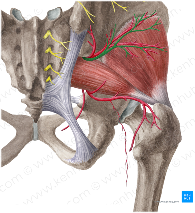 Superior gluteal nerve (#6449)