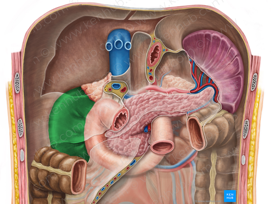 Right kidney (#8905)