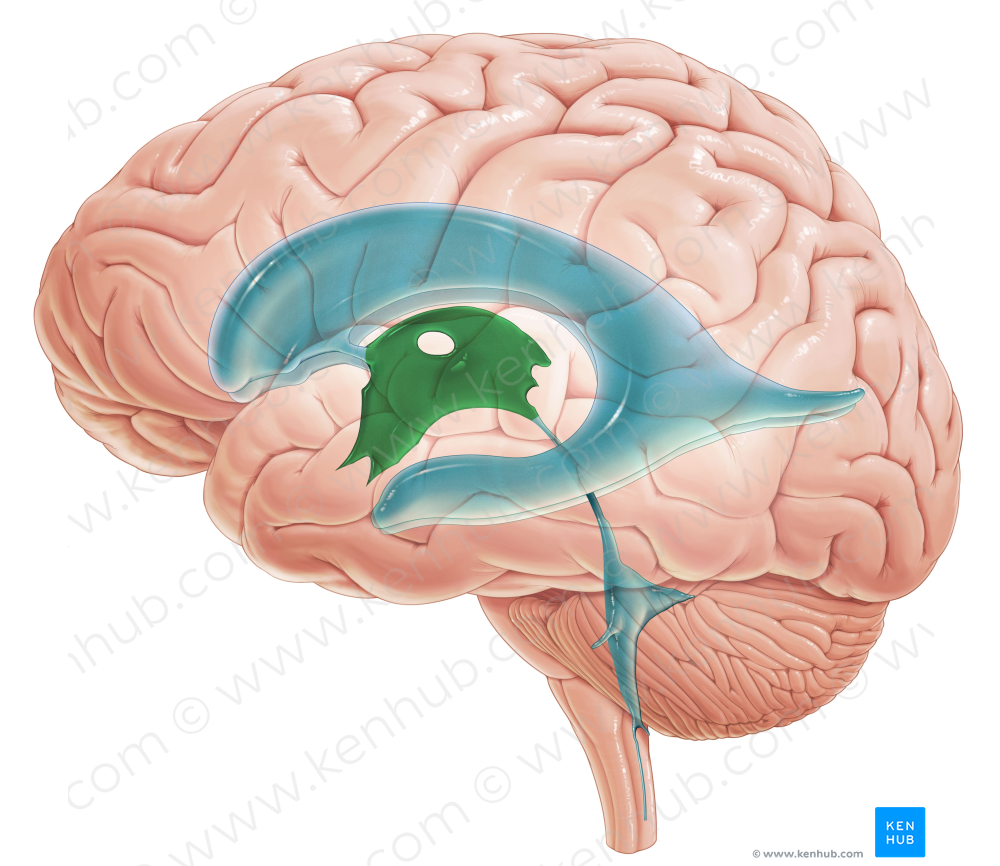 Third ventricle (#10733)