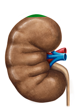 Superior extremity of kidney (#3443)