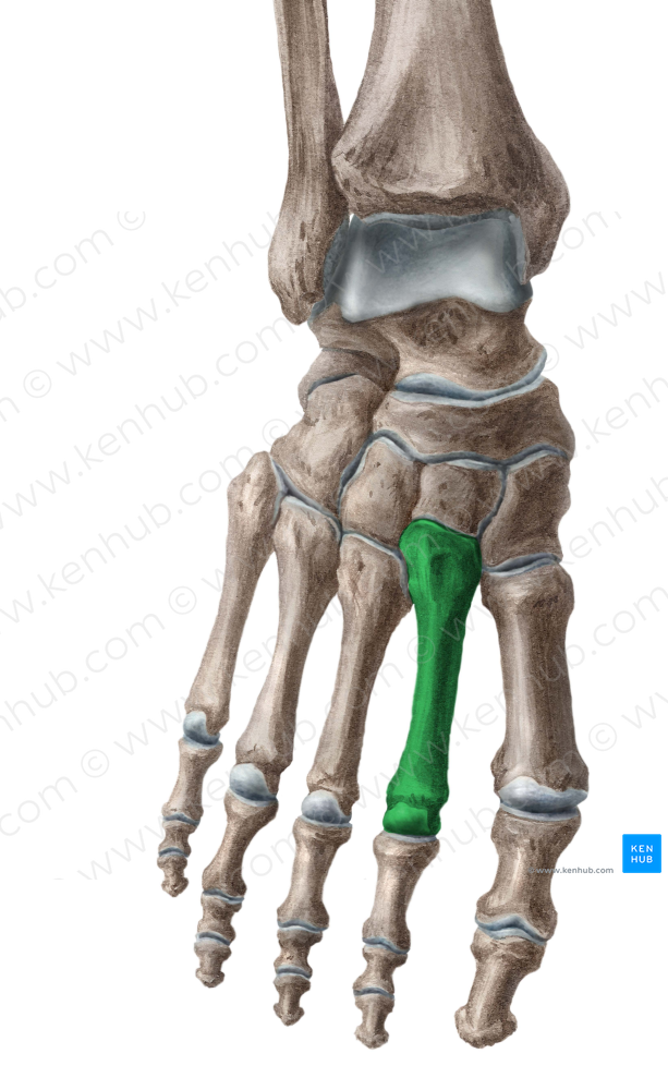 2nd metatarsal bone (#7424)