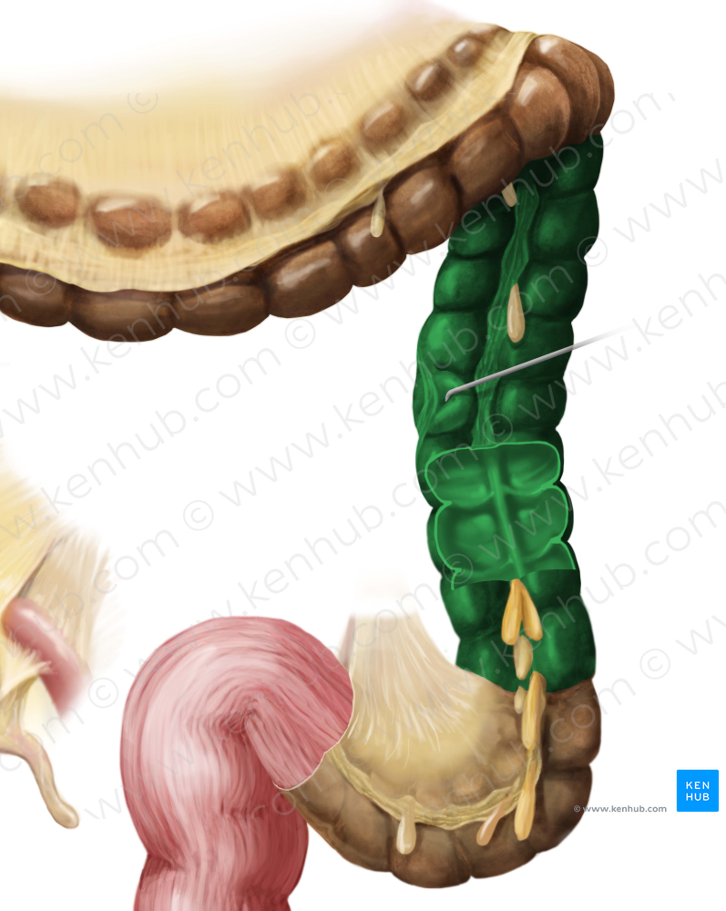 Descending colon (#2732)