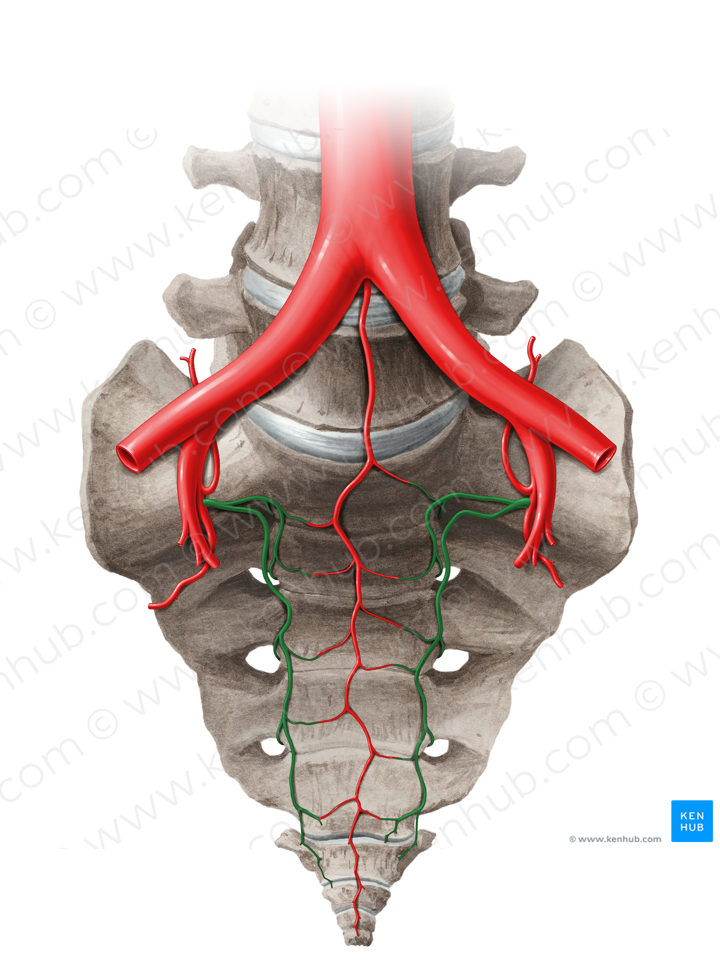 Lateral sacral artery (#14062)