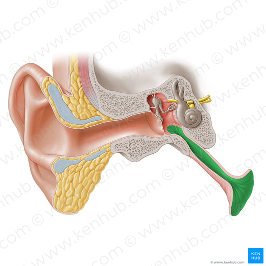 Mucosa of auditory tube (#20263)