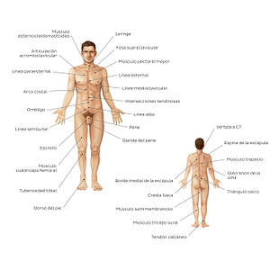 Male body surface anatomy (Spanish)