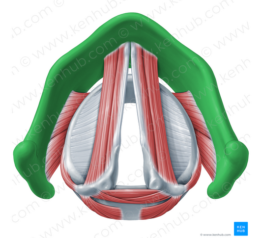 Thyroid cartilage (#18331)