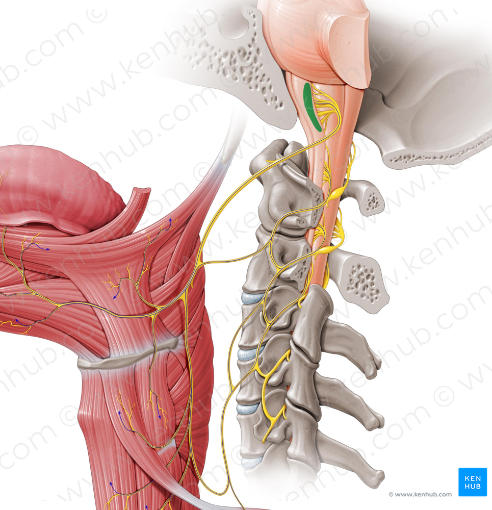 Nucleus of hypoglossal nerve (#7223)