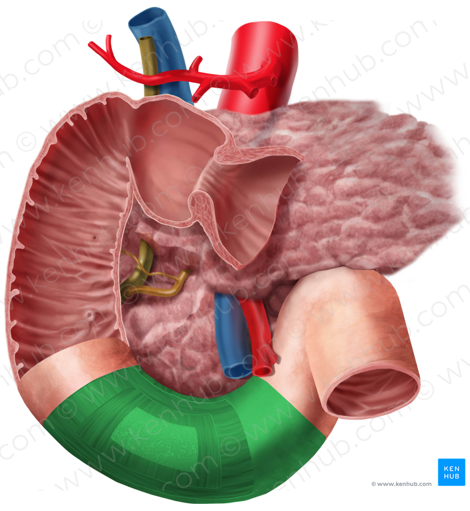 Horizontal part of duodenum (#7716)