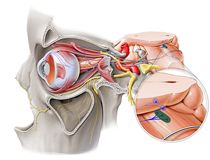 Nucleus of oculomotor nerve (#7231)