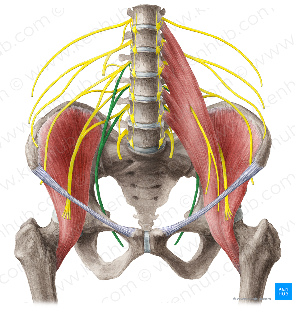 Obturator nerve (#6596)