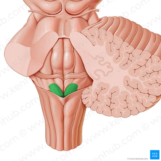 Vagal trigone (#9559)