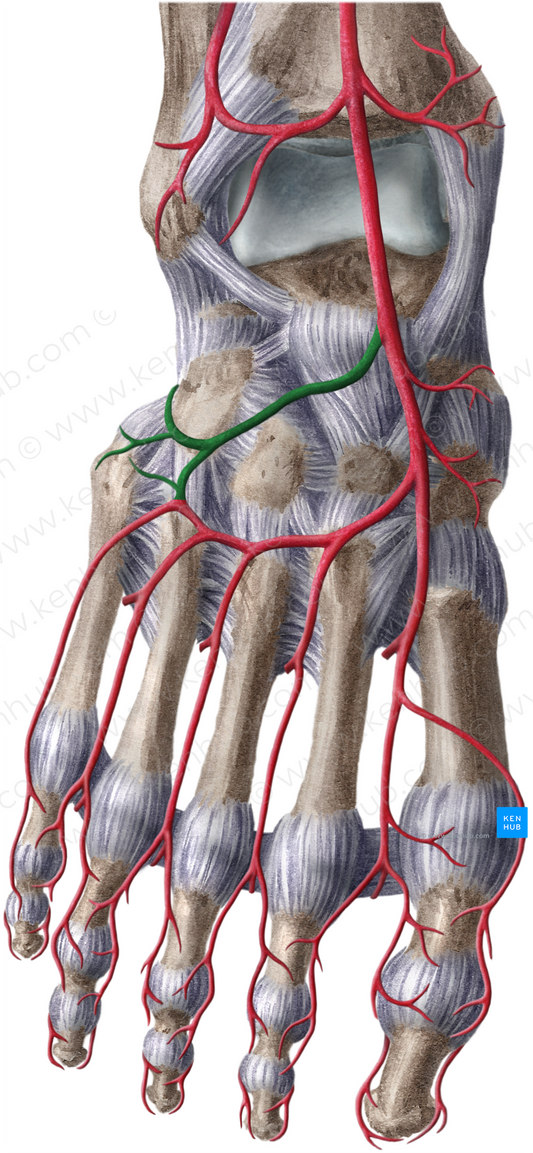 Lateral tarsal artery (#1882)