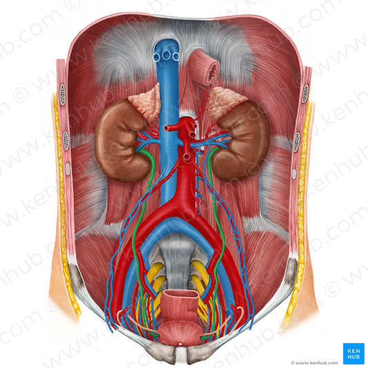 Ureter (#19132)