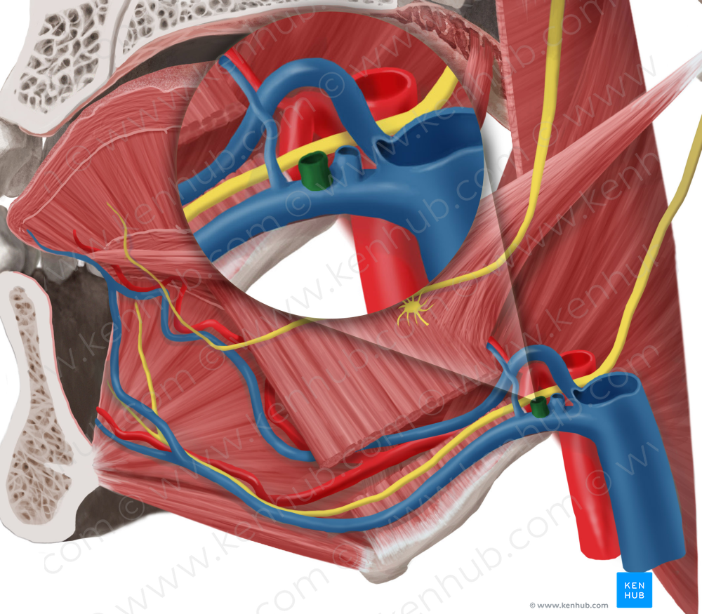 Facial vein (#10236)