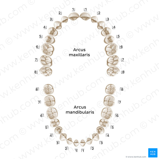 Palmer Notation (permanent teeth) (Latin)