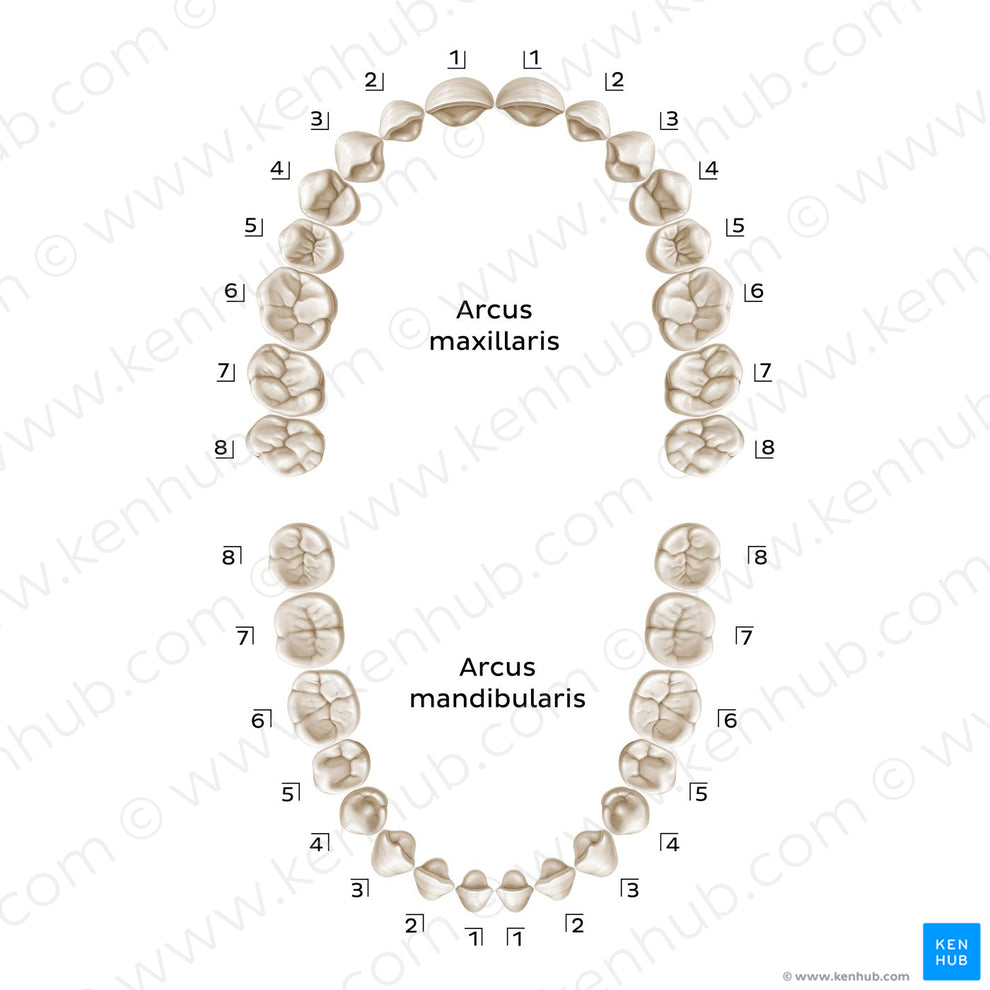 Palmer Notation (permanent teeth) (Latin) – Kenhub Image License Store