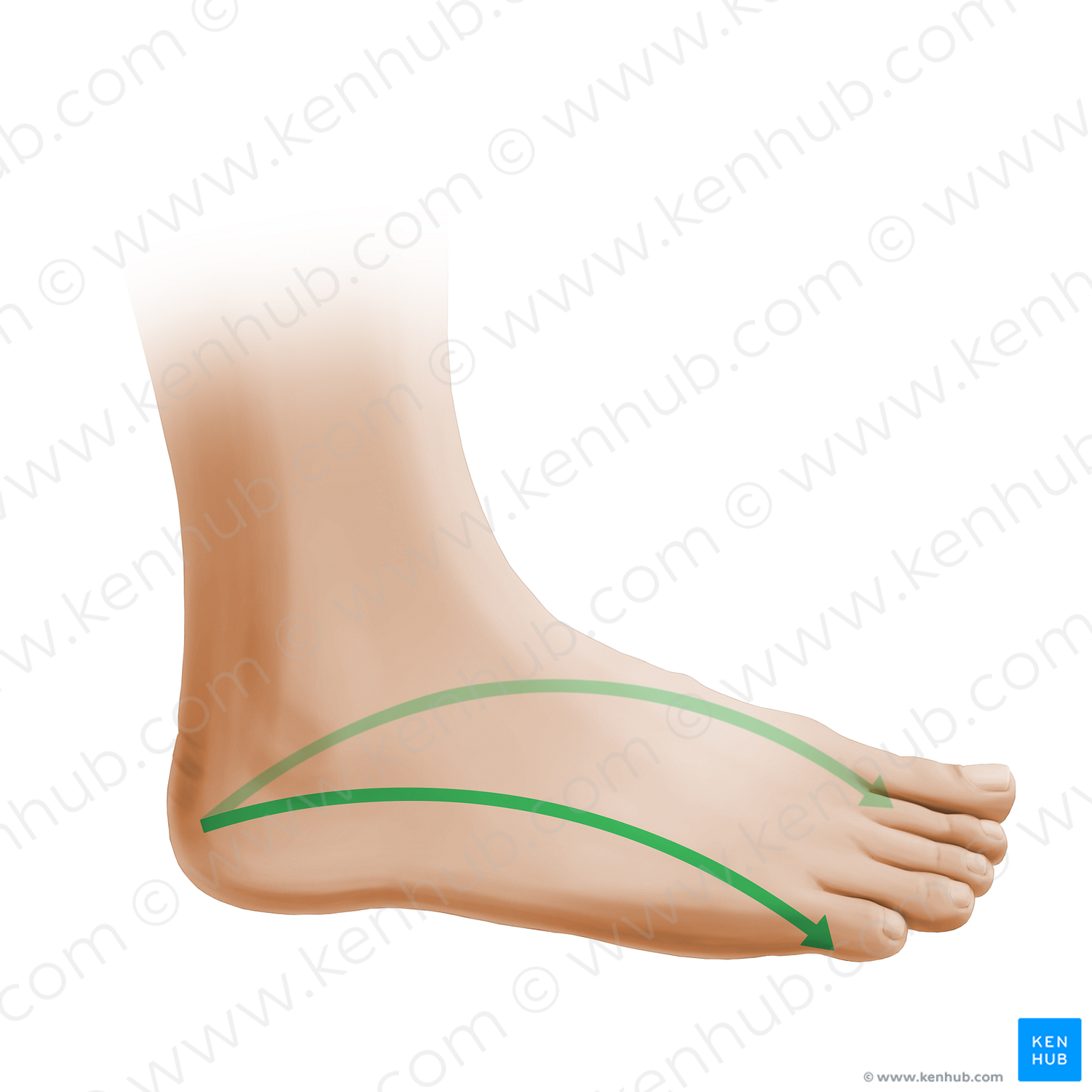 Longitudinal arch of foot (#19585)