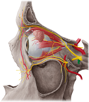 Mandibular nerve (#6543)