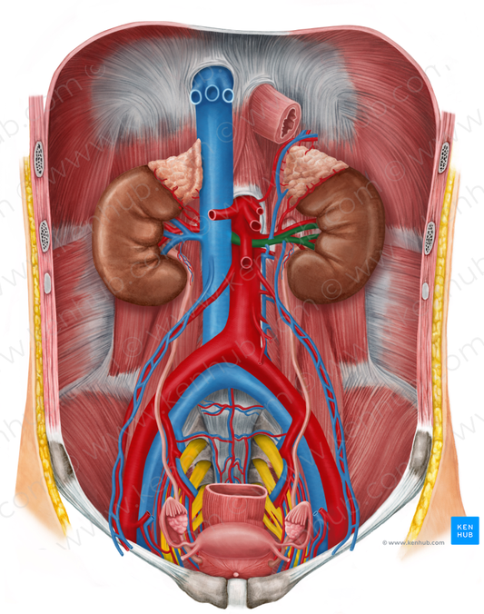 Left renal vein (#10554)