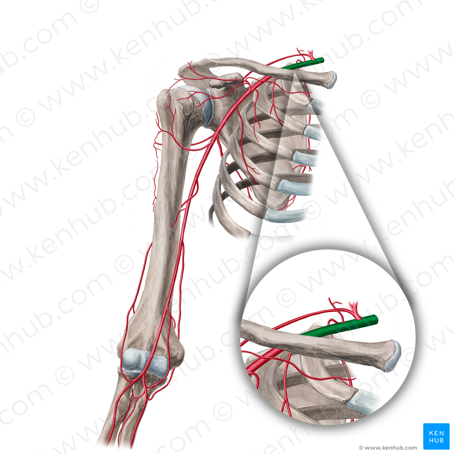 Subclavian artery (#1808)