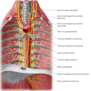 Nerves of the esophagus (Spanish)