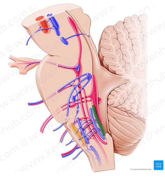 Posterior nucleus of vagus nerve (#7190)