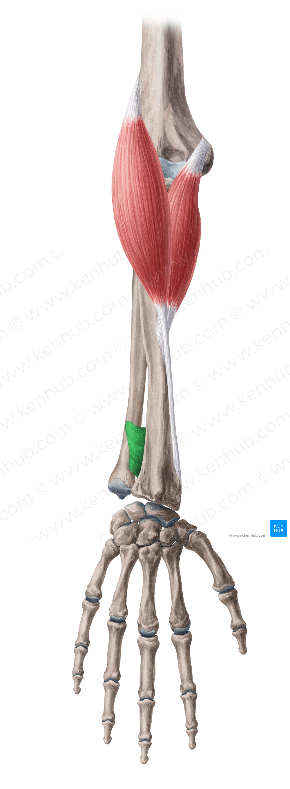 Pronator quadratus muscle (#5772)