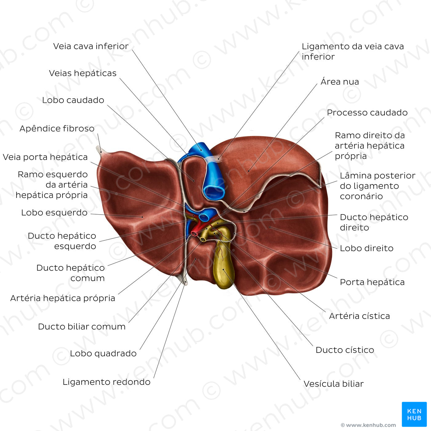 Inferior view of the liver (Portuguese)