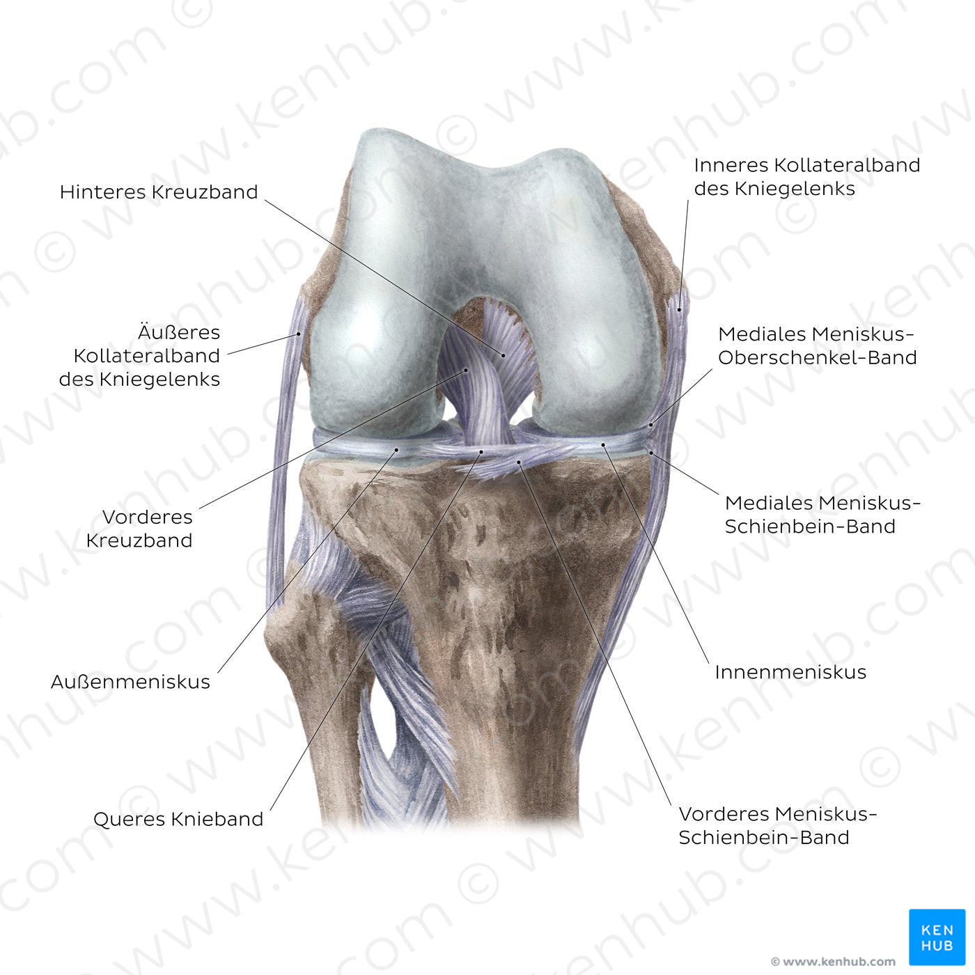 Knee joint: Intracapsular ligaments and menisci (anterior view) (German)