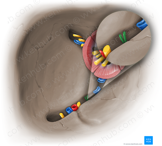 Orbital branches of pterygopalatine ganglion (#19547)