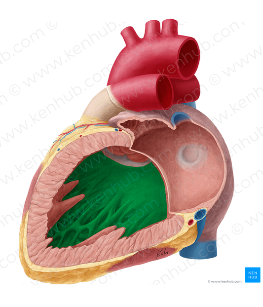 Interventricular septum (#8984)