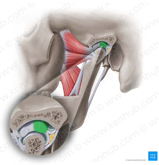 Posterior band of articular disc of temporomandibular joint (#18959)