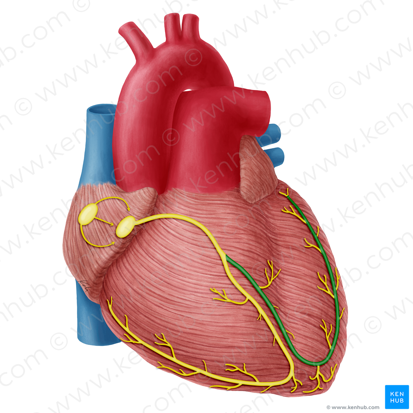 Left branch of atrioventricular bundle (#20324)