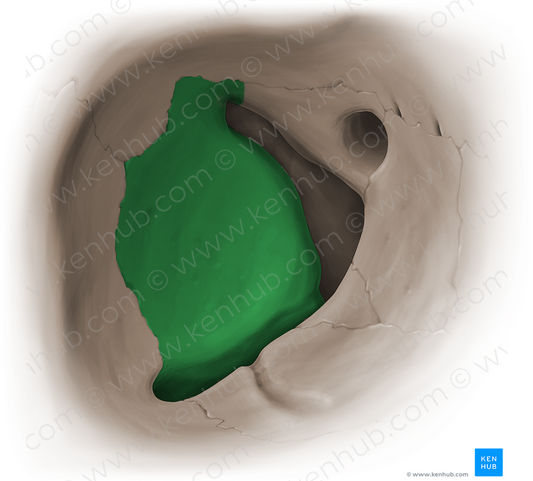 Orbital surface of greater wing of sphenoid bone (#16083)