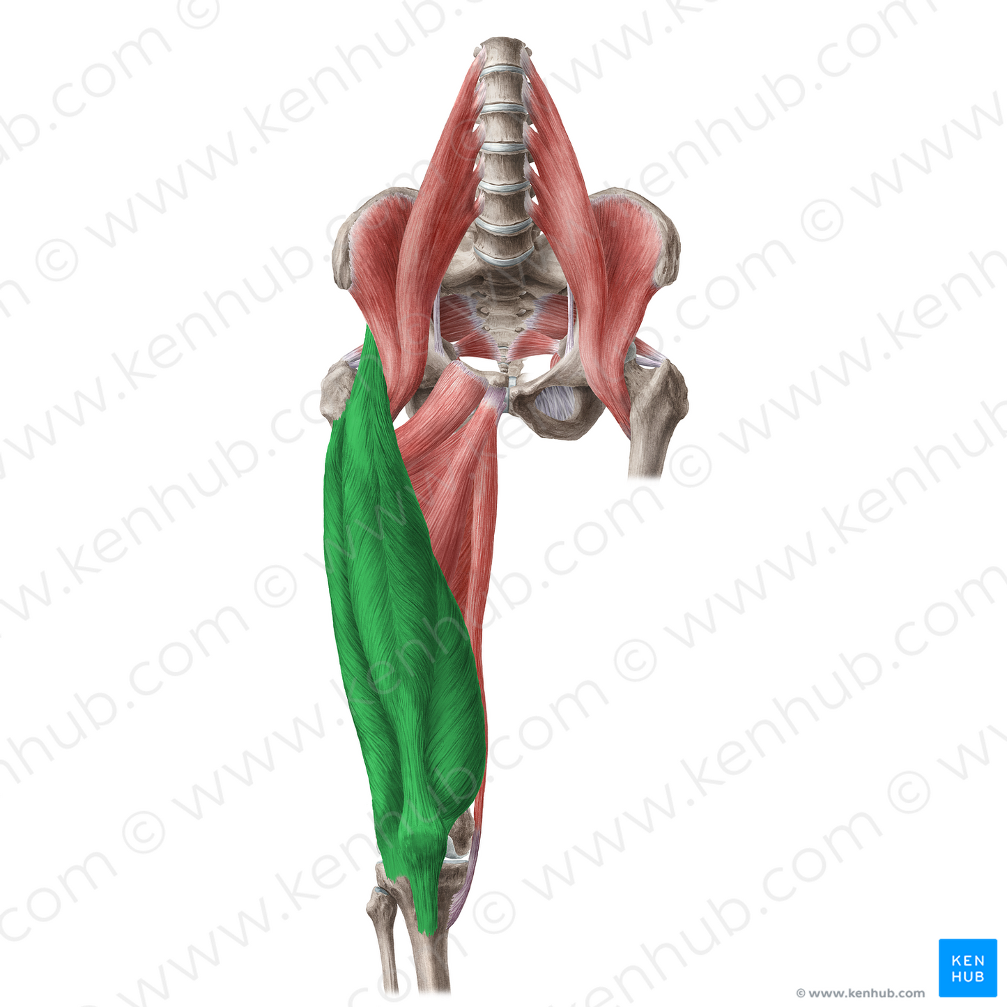 Quadriceps femoris muscle (#5826)