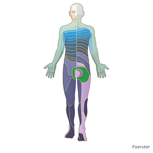 S3 dermatome (#20844)