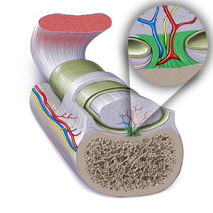 Mesotenon (#17270)