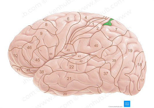 Brodmann area 5 (#18009)