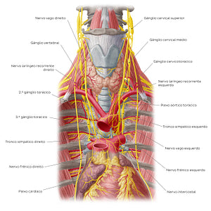 Nerves of the heart (Portuguese)