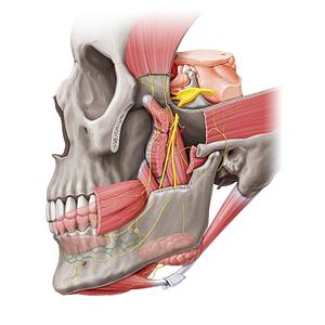 Inferior dental plexus (#20471)