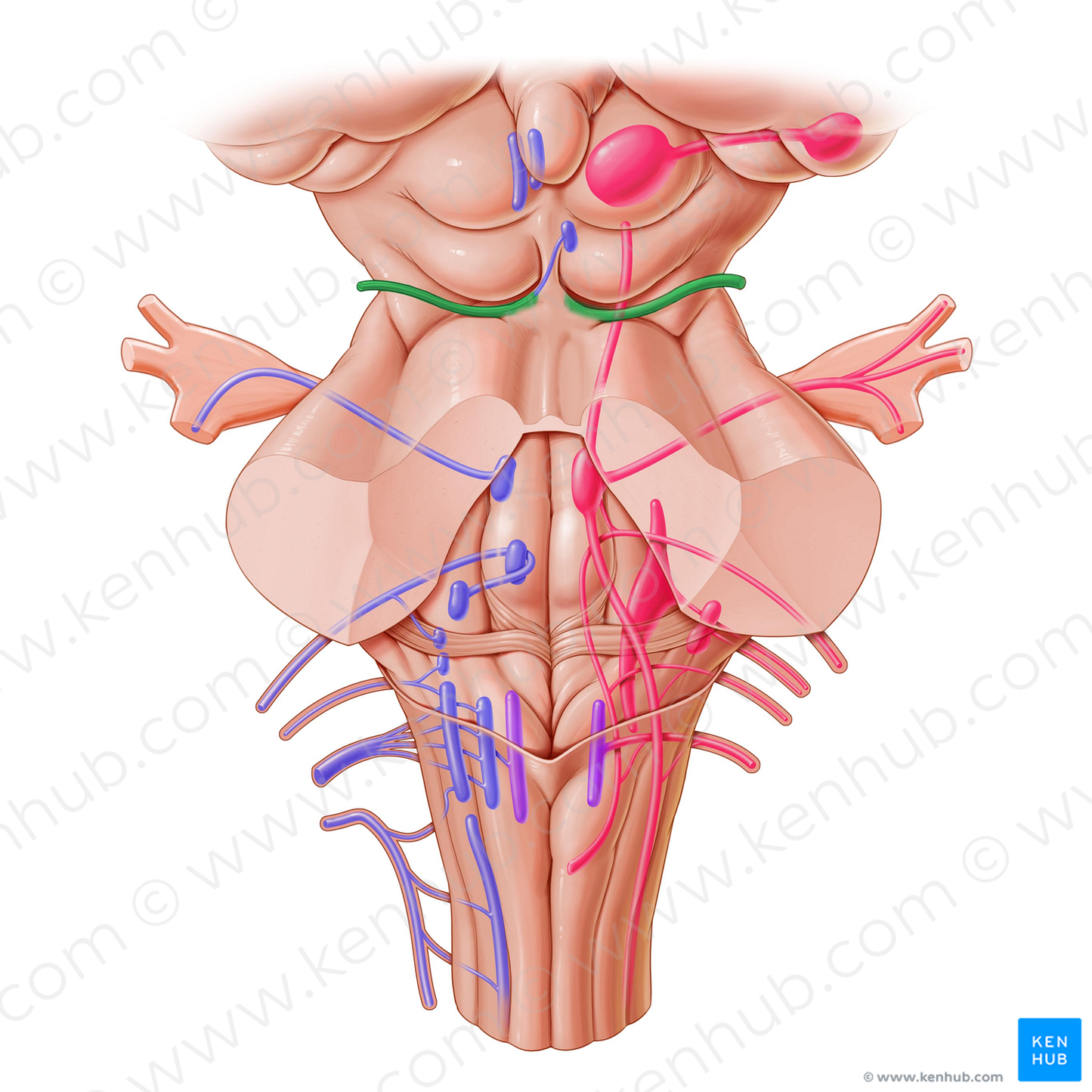 Trochlear nerve (#6843)